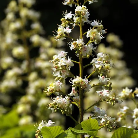 Kastanienhof Im Spreewald Апартаменты *