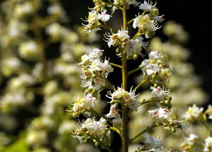 Kastanienhof Im Spreewald Apartament *